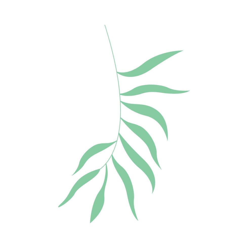 eucalyptus leaves, leaf graphic simple vector