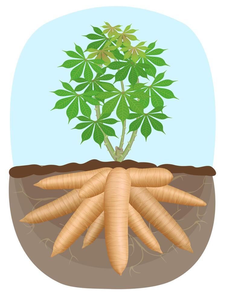 cassava tree plant, tapioca underground root, cassava rhizomes, manioc cassava roots underground plants, cassava plantation, tapioca for flour industry or ethanol industry vector
