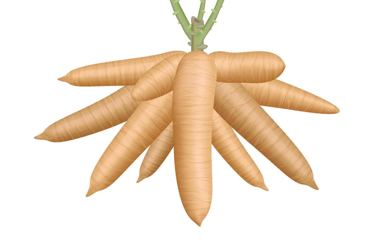 cassava, big cassava rhizomes isolated on white, manioc cassava roots underground plants, illustration cassava plantation, tapioca for flour industry or ethanol industry vector