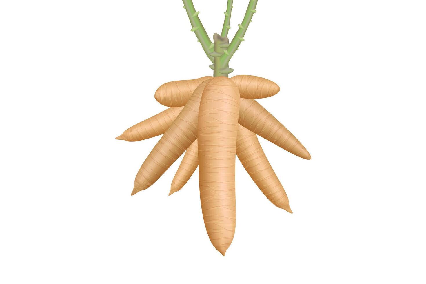 cassava, big cassava rhizomes isolated on white background, manioc cassava roots underground plants, illustration cassava plantation, tapioca for flour industry or ethanol industry vector
