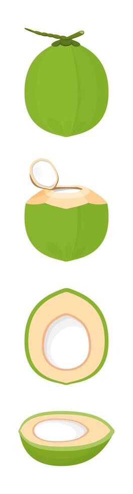 coconut fresh young isolated on white, illustration coconut half sliced for healthy food menu fruit juice, coconut summer fruit concept, green coconut for clip art simple vector