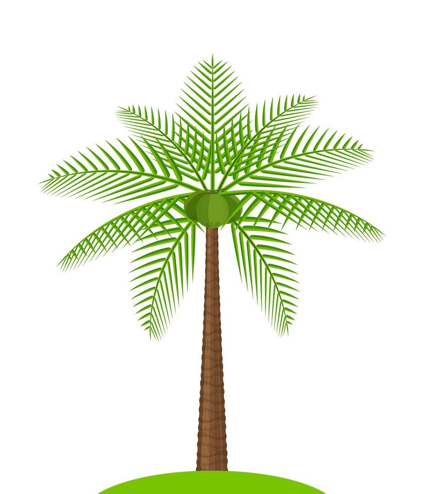 coconut tree simple isolated on white, illustration coconut palm tree, coconut tree for clip art, palm tree on small hill island vector