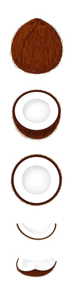coconut brown fruit and half cut isolated on white background, illustration coconut brown half slice for clip art, coconut simple for icon vector