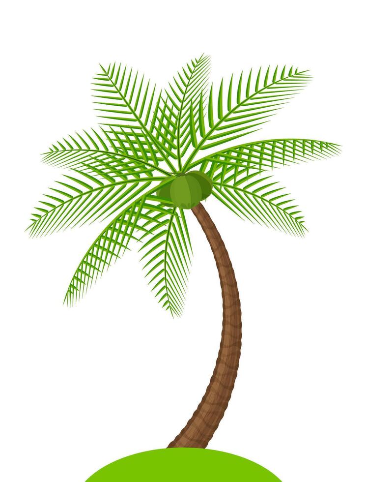 coconut tree simple isolated on white, illustration coconut palm tree, coconut tree for clip art vector