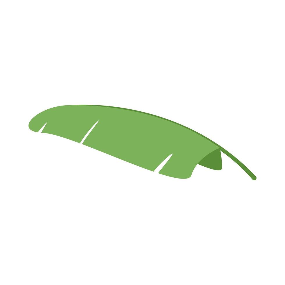 banana simple leaves, banana leaf graphic shape vector
