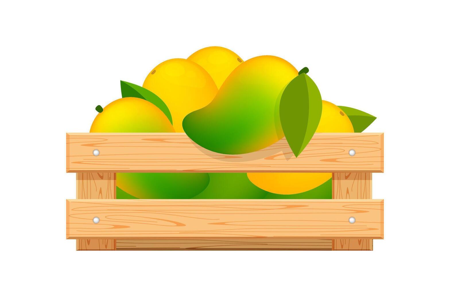 ripe mango in wood crate box isolated on white, mango fruit pack in wooden crate, illustration mango pile and crate wood for clip art, yellow mango heap in wooden box vector