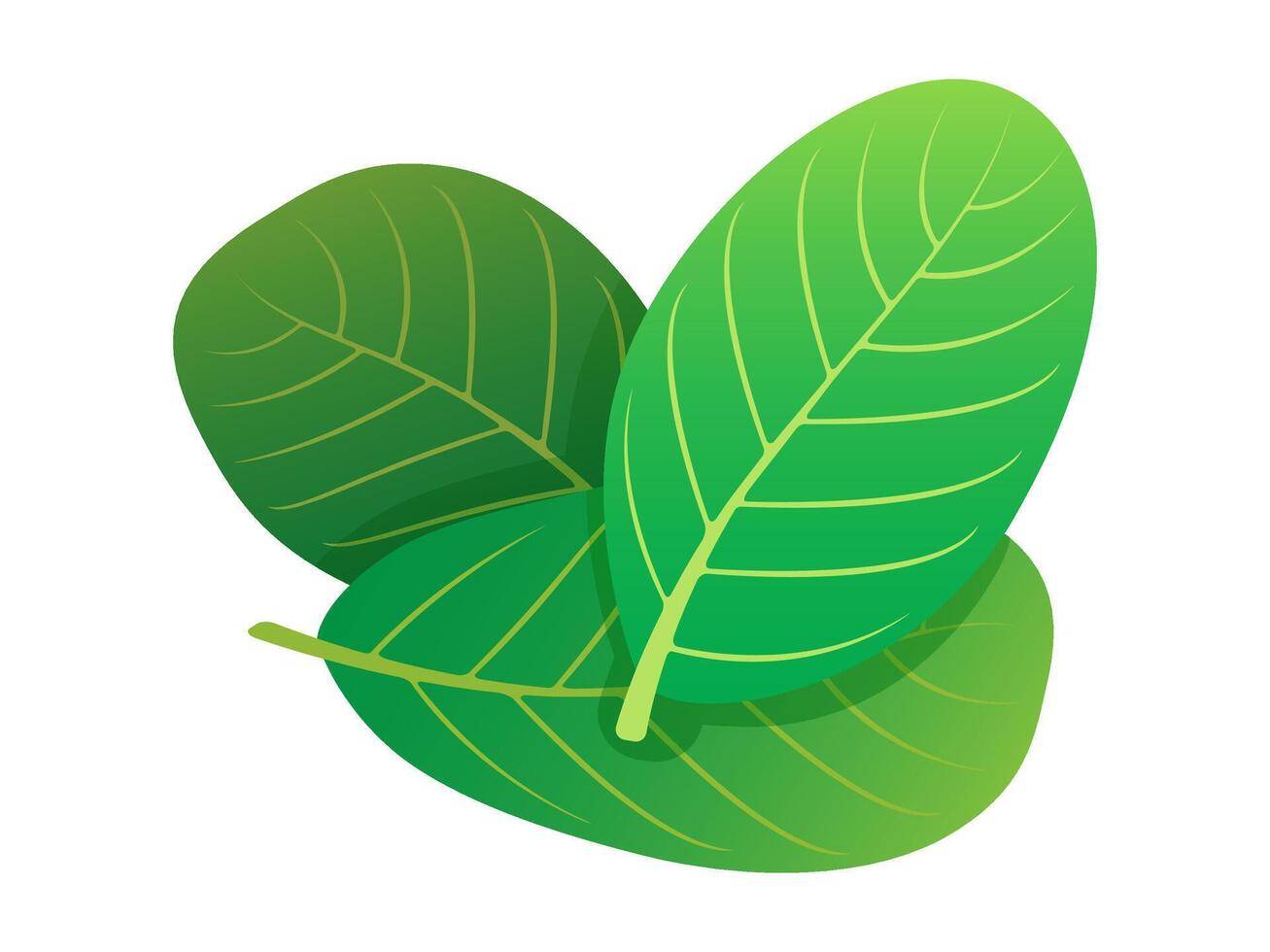 guava leaves isolated on white, clip art guava leaf vector