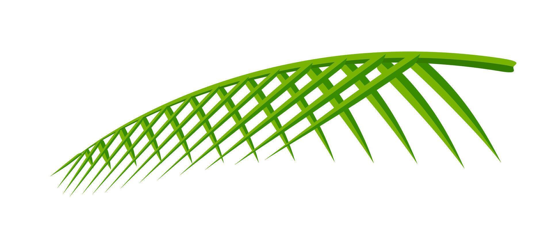 coconut leaf simple isolated on white background, illustration of coconut leaves, palm stalk lush vector