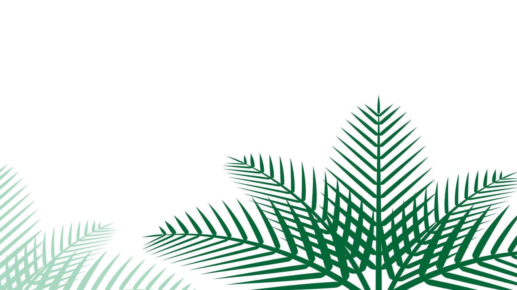 coconut leaf simple for background, illustration of coconut leaves, palm stalk and copy space and isolated on white, leaf coconut green soft for wallpaper vector