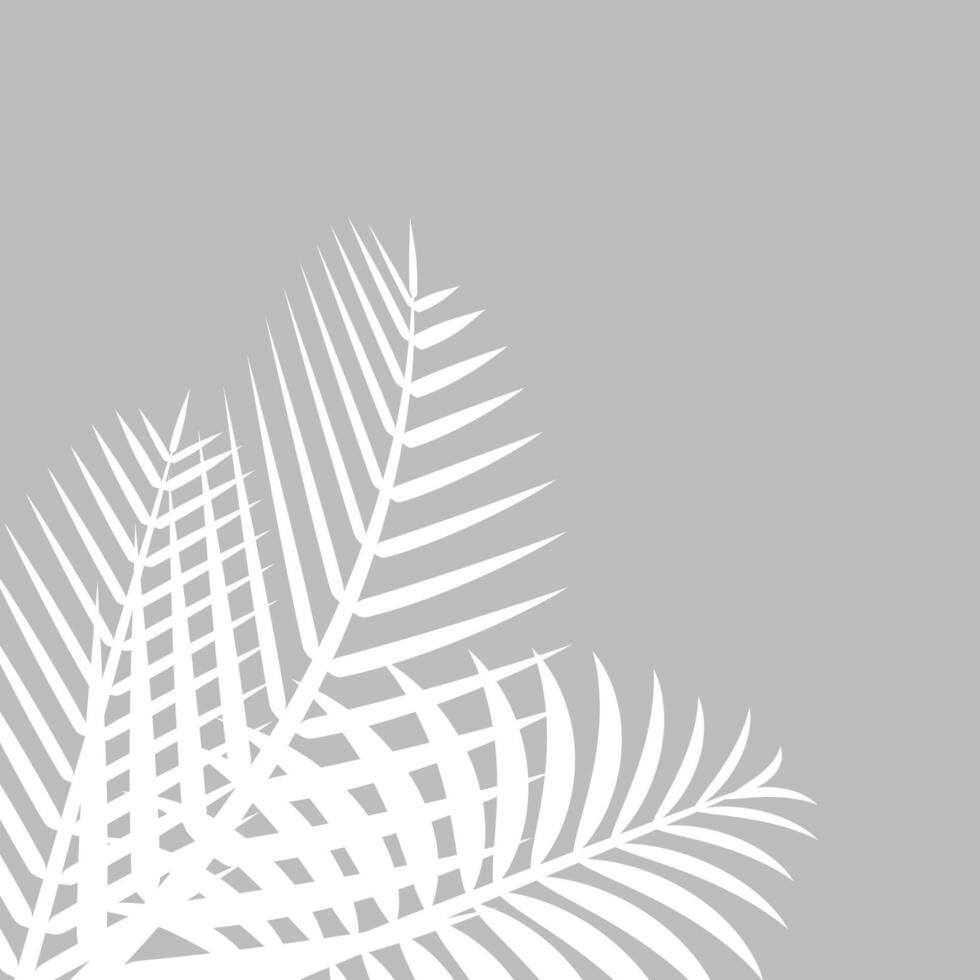 coconut leaf white on grey wall for background, palm tree leaves white shadow vector