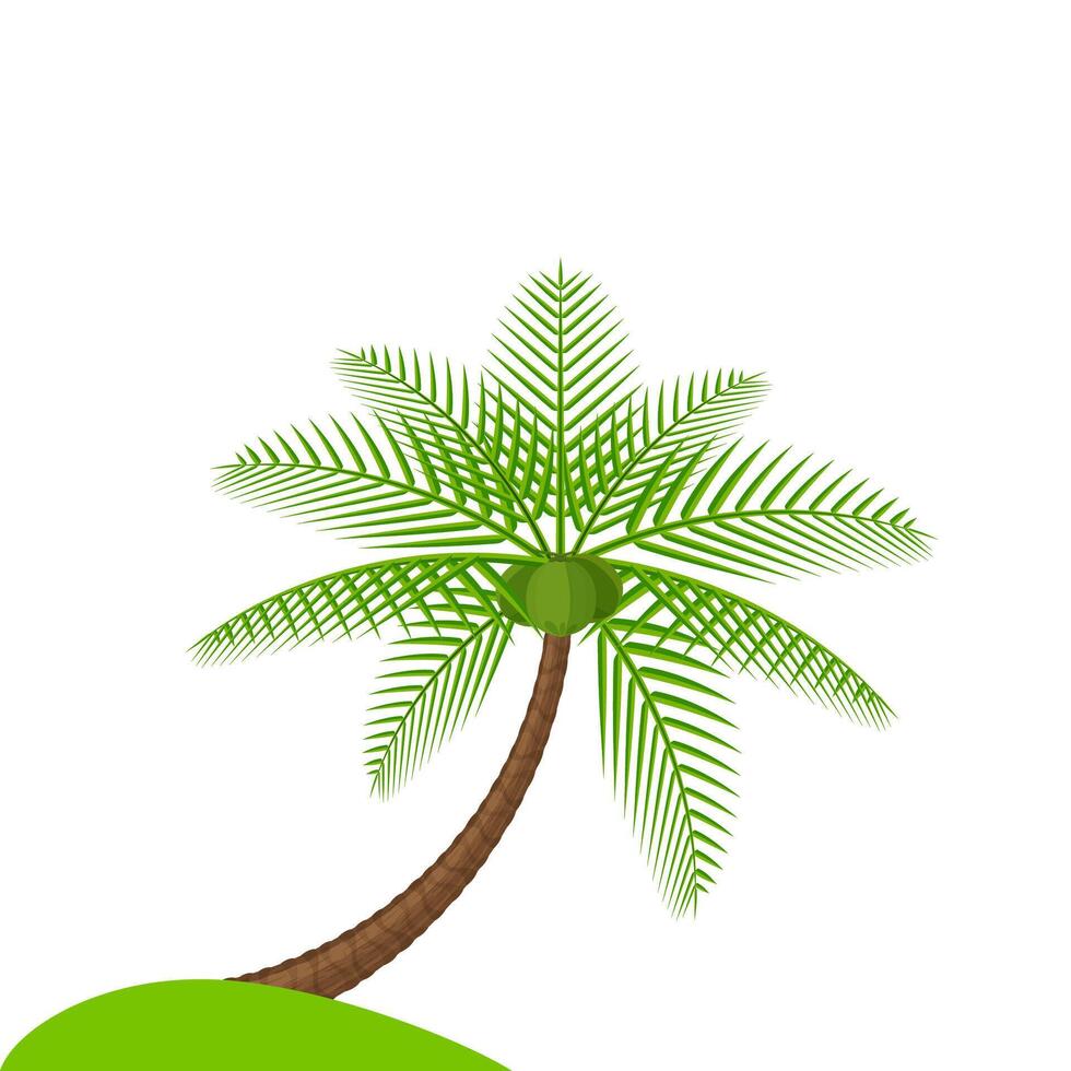 coconut tree simple isolated on white, illustration coconut palm tree, coconut tree for a clip art vector