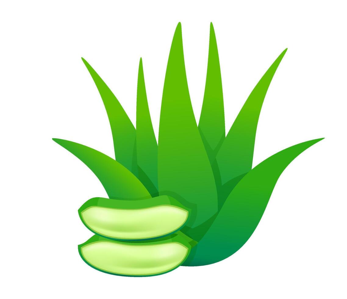 aloe vera leaves isolated on white, aloe vera stalk, clip art aloe vera leaf vector