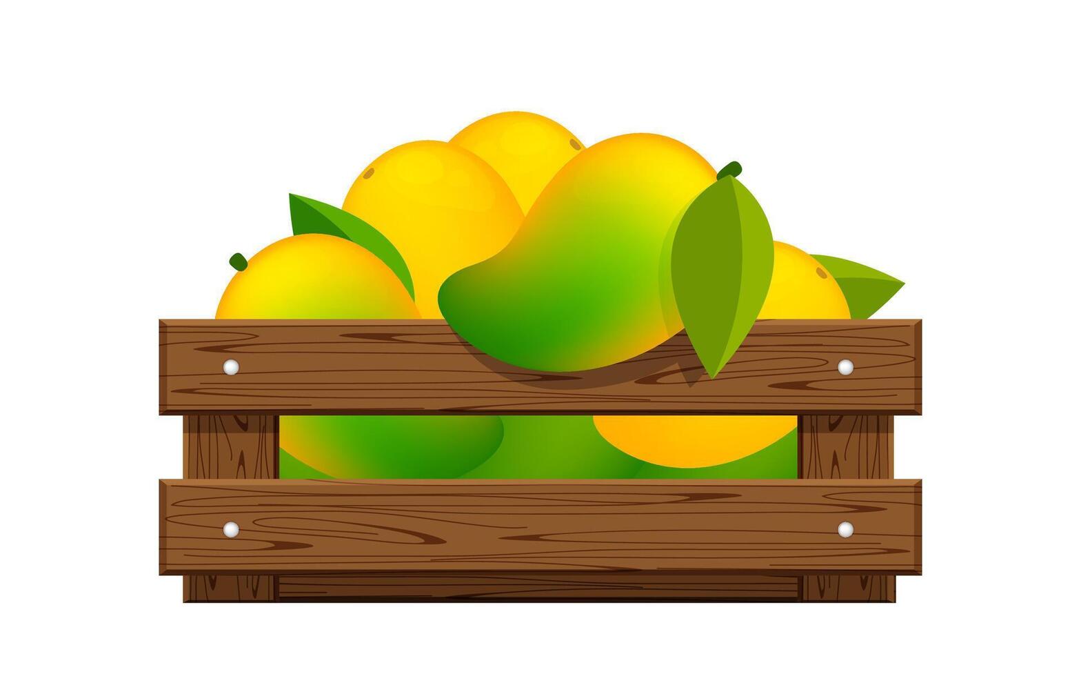 ripe mango in wood crate box isolated on white, mango fruit pack in wooden crate, illustration mango pile and crate wood for clip art, mango heap in wooden box vector