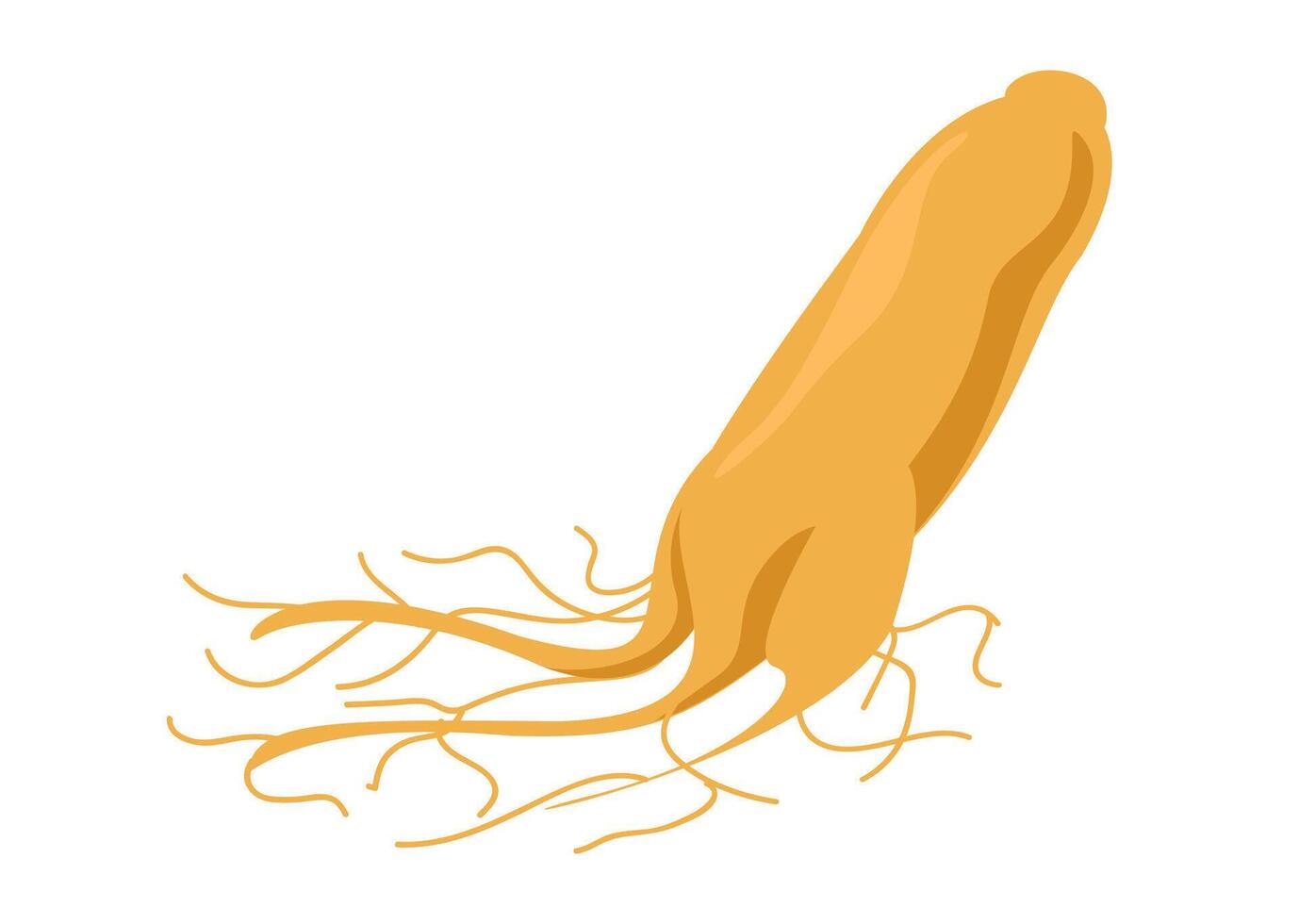ginseng isolated on white, ginseng root, clip art ginseng vector