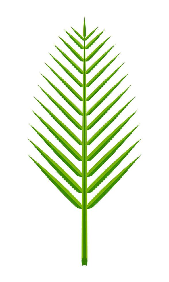 coconut leaf simple isolated on white, illustration of coconut leaves, palm stalk lush, leaf coconut green vector