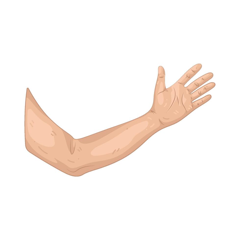 Illustration of Arm vector