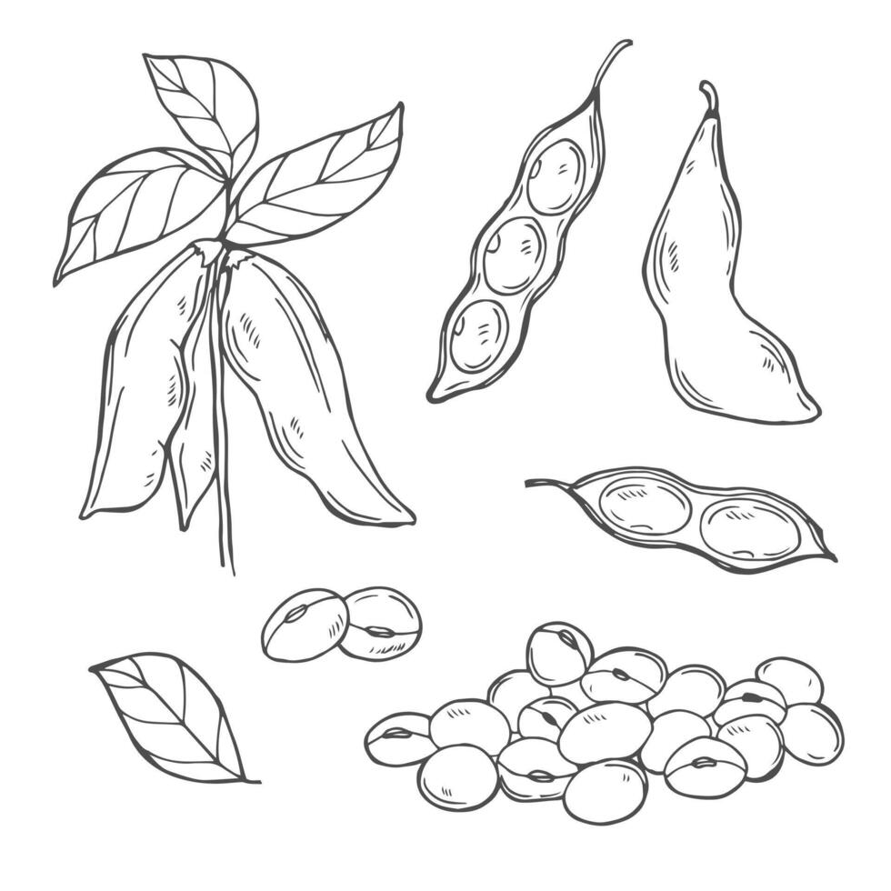 Hand drawn illustration of soybean, leaf, pod. Black and white isolated objects vector