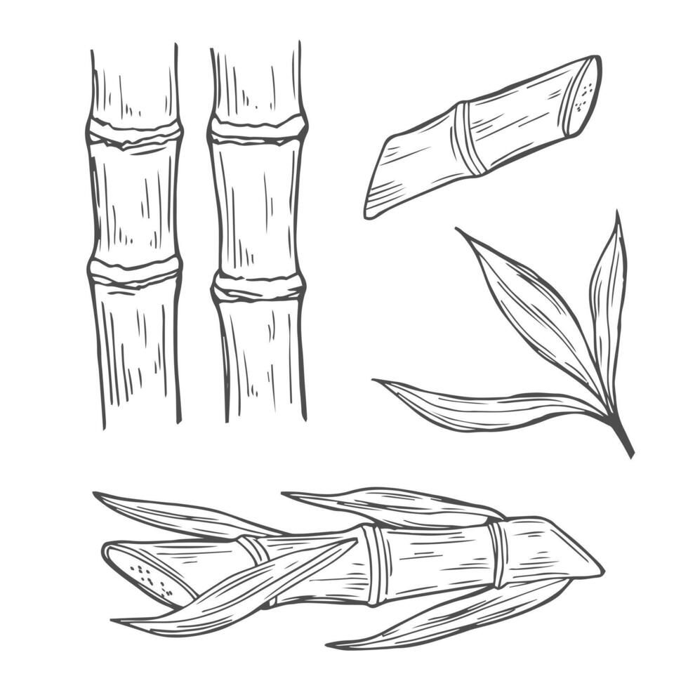 Sugar cane plant and leaves sketch illustration. Natural organic sweetener. Hand drawn isolated design elements. vector