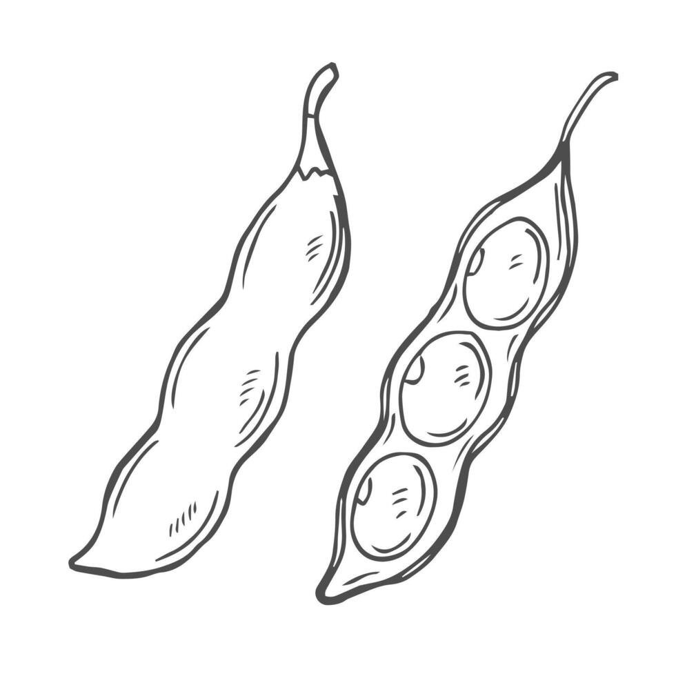 Soybean illustration. Soybean engraving isolated on white background. vector