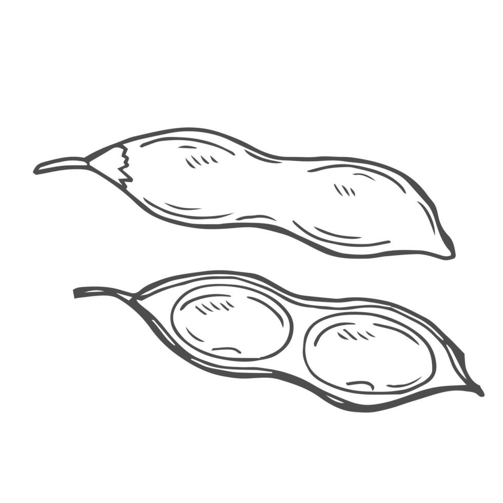 Soy bean, Soybean illustration. Soybean engraving isolated vector