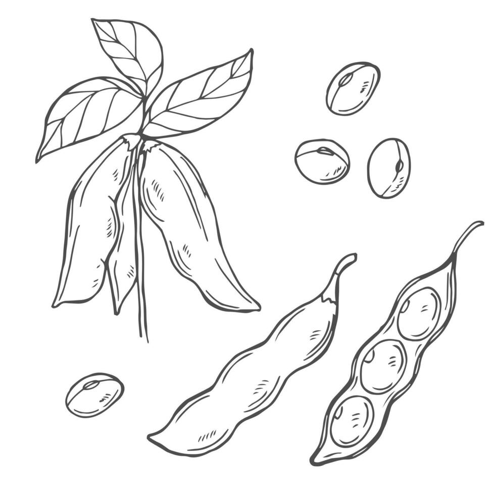 Hand drawn illustration of soybean, leaf, pod. Black and white vector