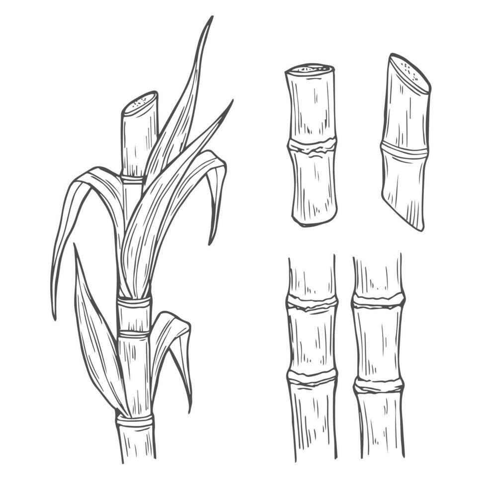 Sugar cane sketch. Hand drawn stems and leaves set, harvest of sweet plant from plantation, growing cultivation stalks vector