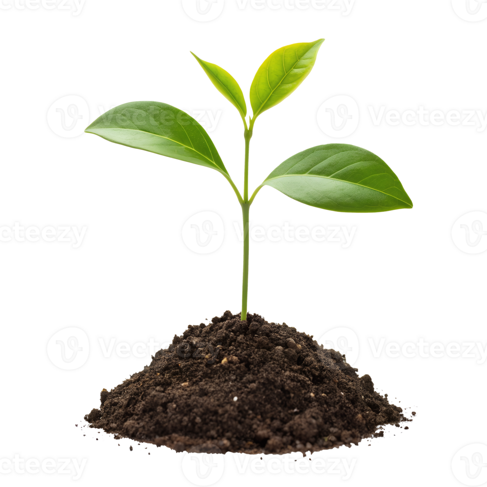 Green plant sprouting from rich soil isolated on Transparent Background png