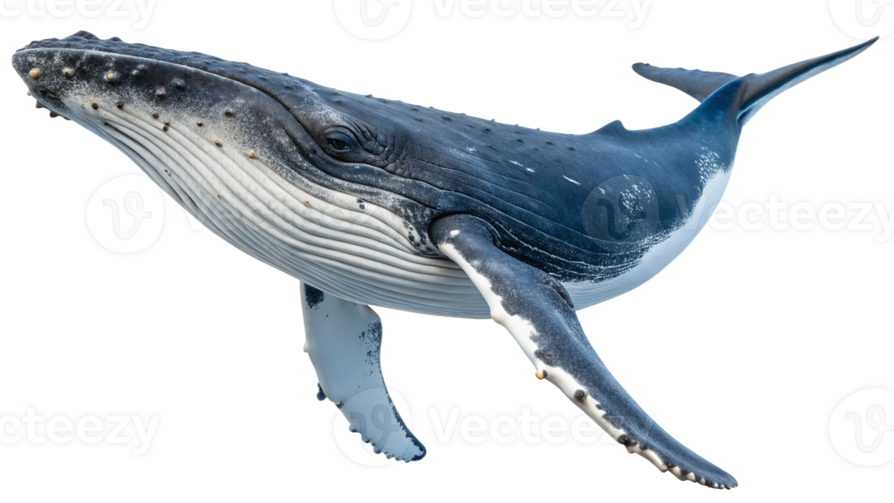 A whale is shown in the water png