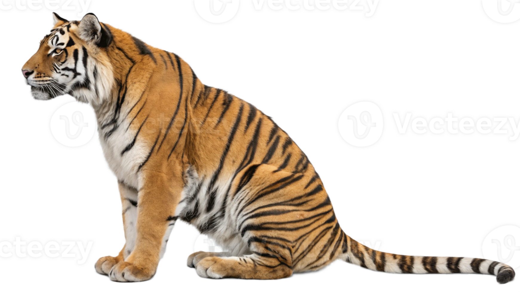 A tiger sitting calmly with its tail wrapped around its body, isolated on a transparent background. png
