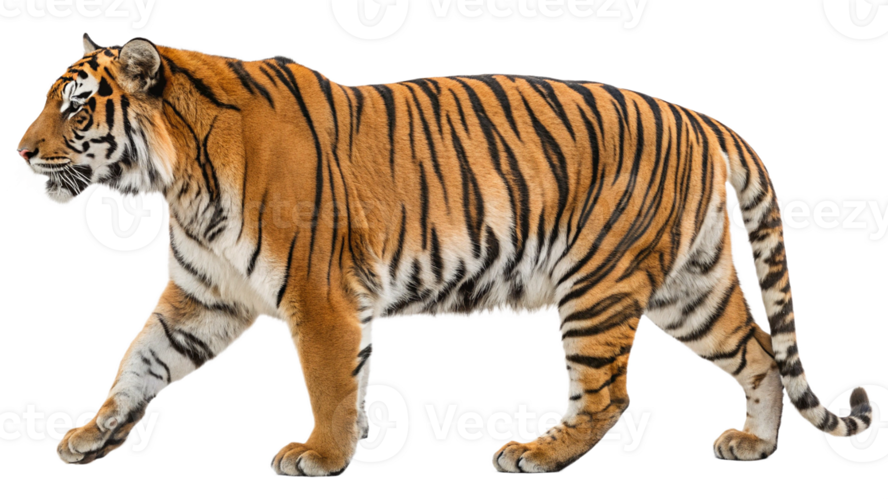 Side profile of a tiger walking with a confident stride, isolated on a transparent background. png