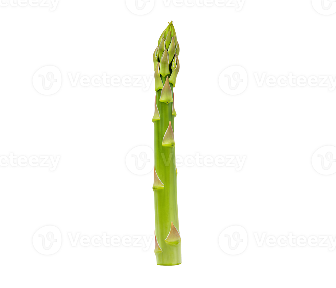 Raw asparagus vegetable with rich green color on transparent background for spring vegetables and healthy lifestyle content png