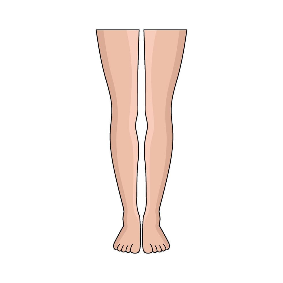 illustration of Legs Frontal vector