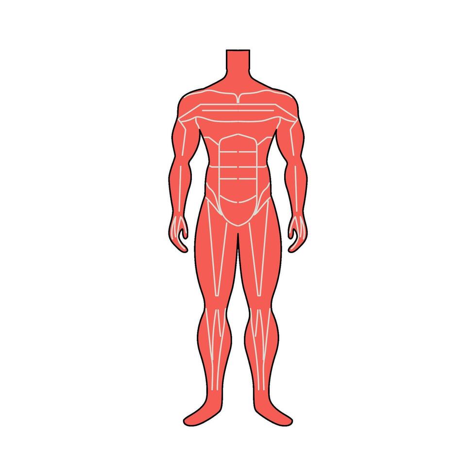 illustration of Body Composition vector