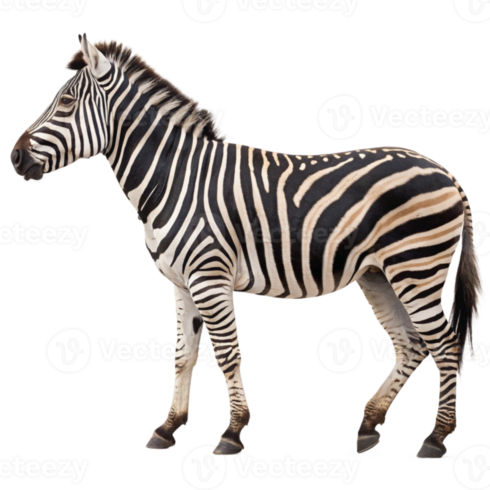 Close-up of zebra animal in motion isolated on transparent background. Side view png