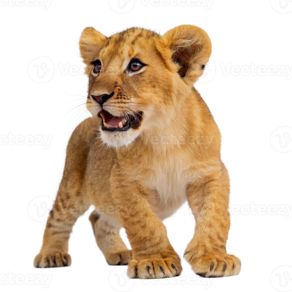 lion cub isolated on transparent background. Front view png