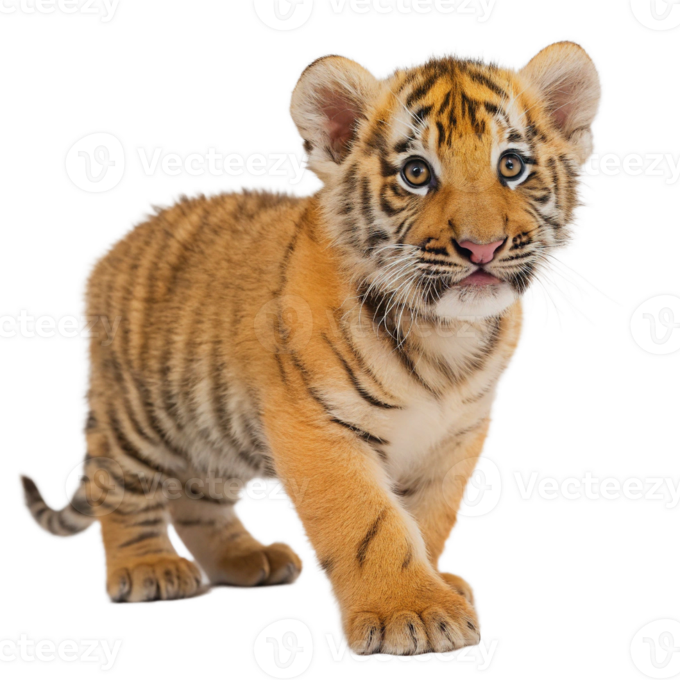 Close-up of cute Bengal tiger cub on transparent background . Front view png