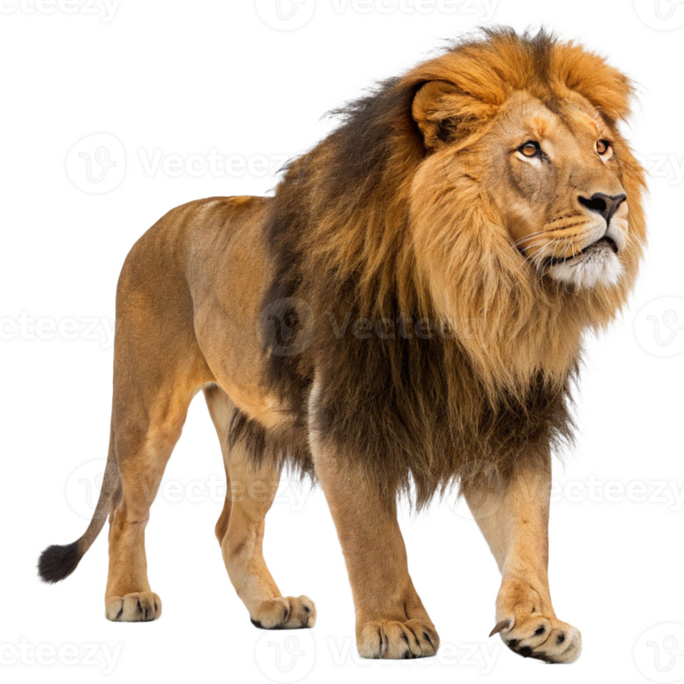 African lion isolated on transparent background. Side view png