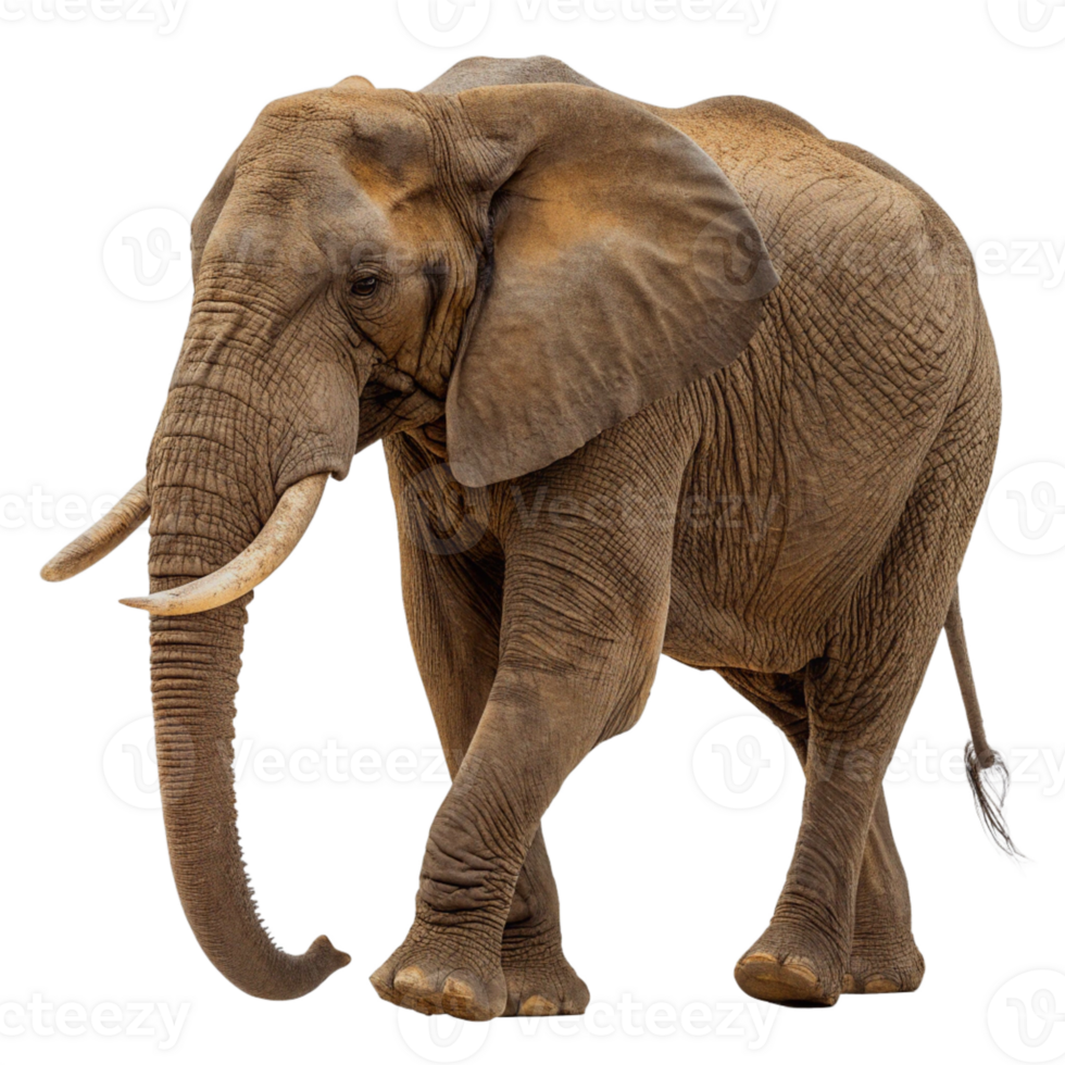 Close-up of elephant on transparent background. Side view png