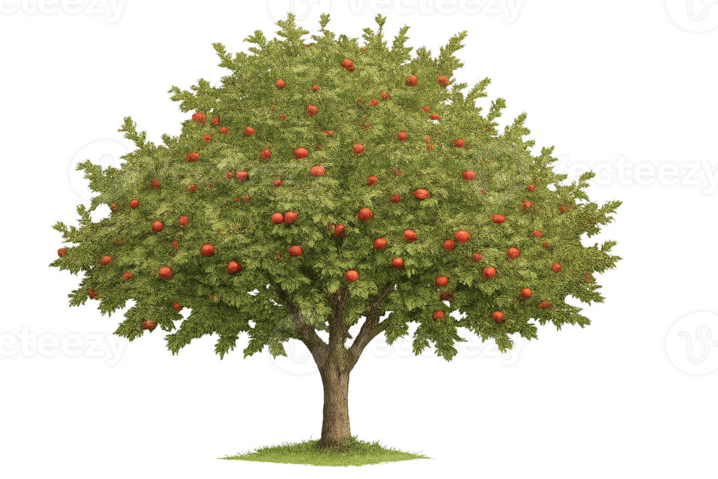 Apple Tree Laden With Bright Red Fruit in a Sunny Meadow During a Warm Summer Afternoon png