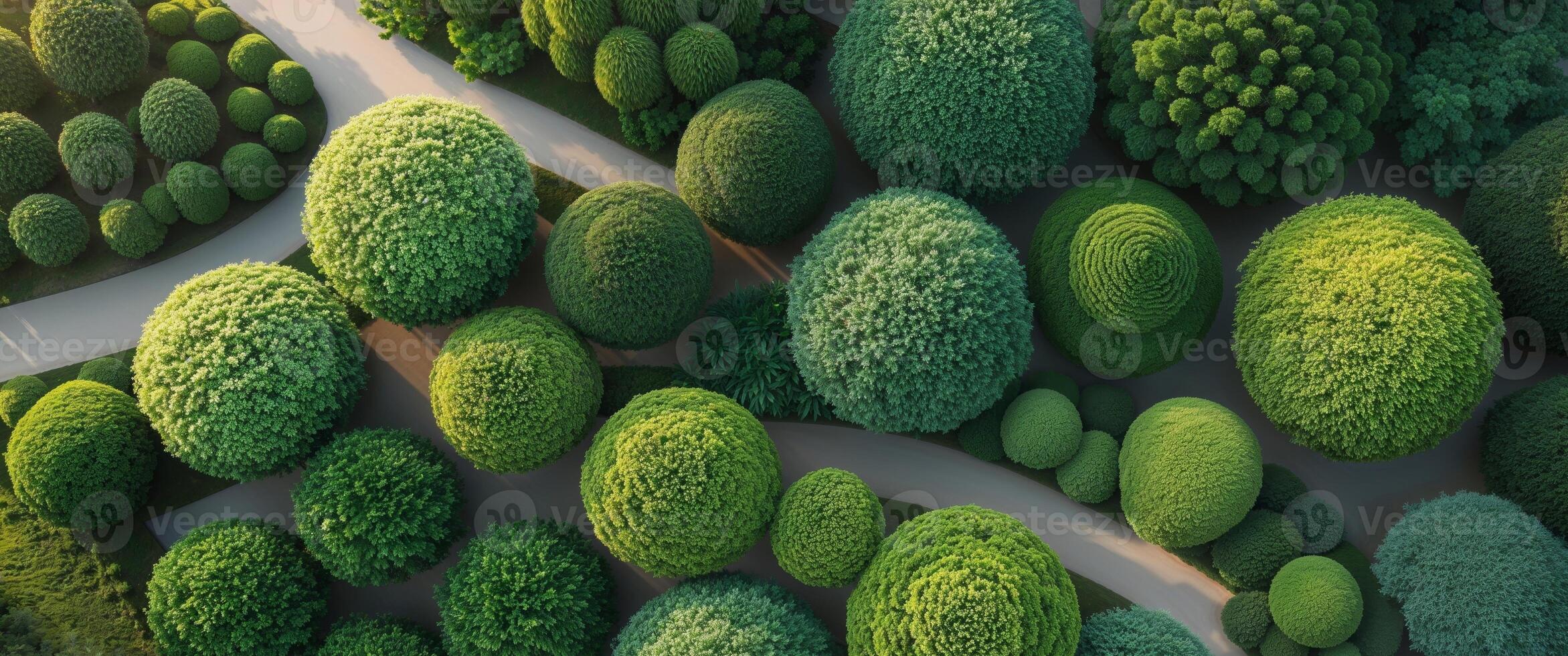 Exquisite Array of Decorative Green Shrubs Captured from Above. photo