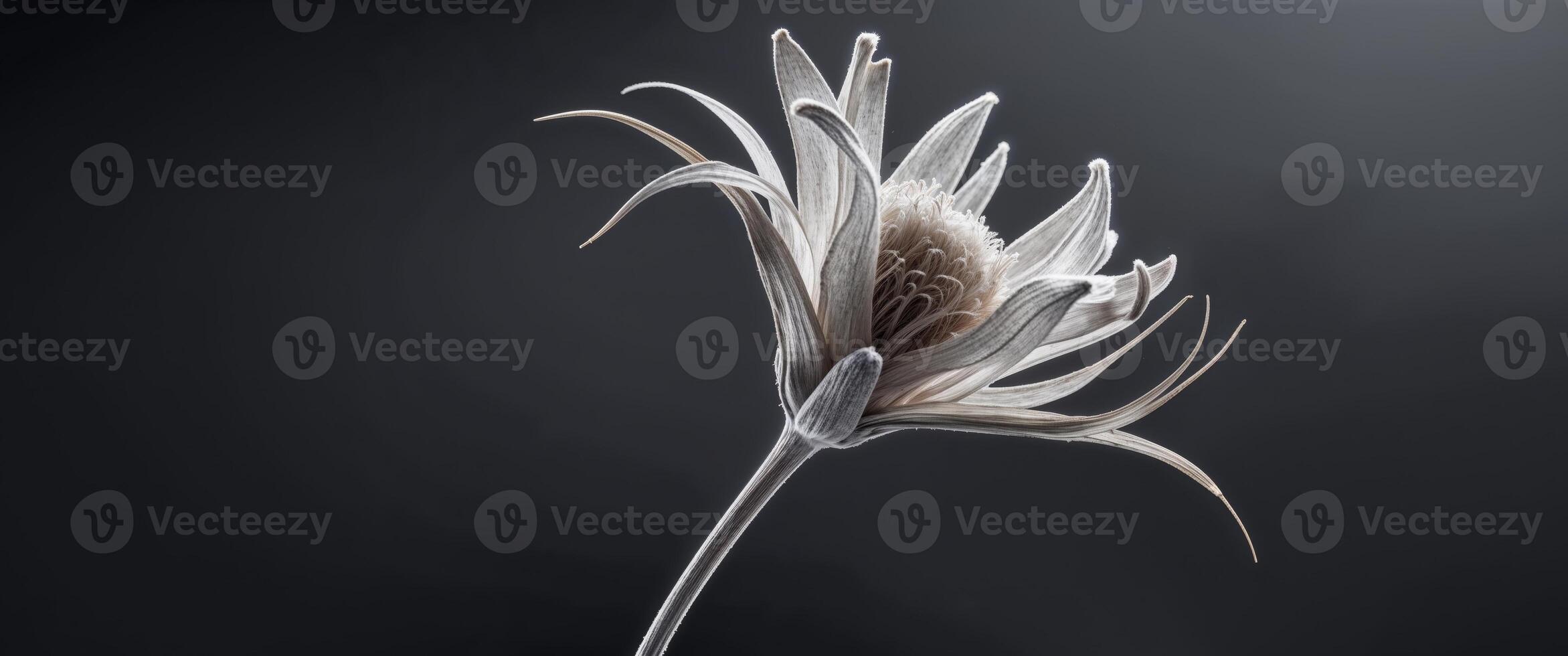 Dried Flower on Black Background A Study in Texture and Form photo