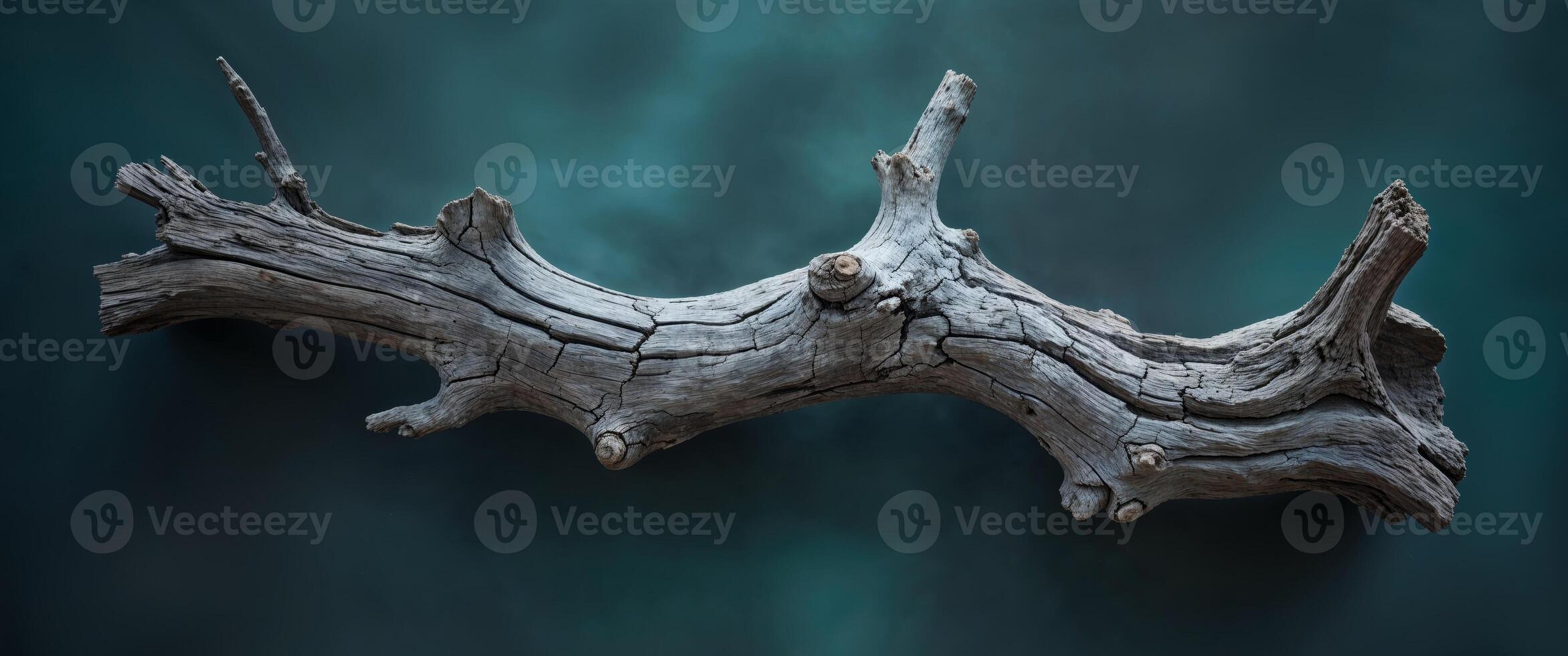 Weathered Driftwood Branch on Dark Teal Background. photo