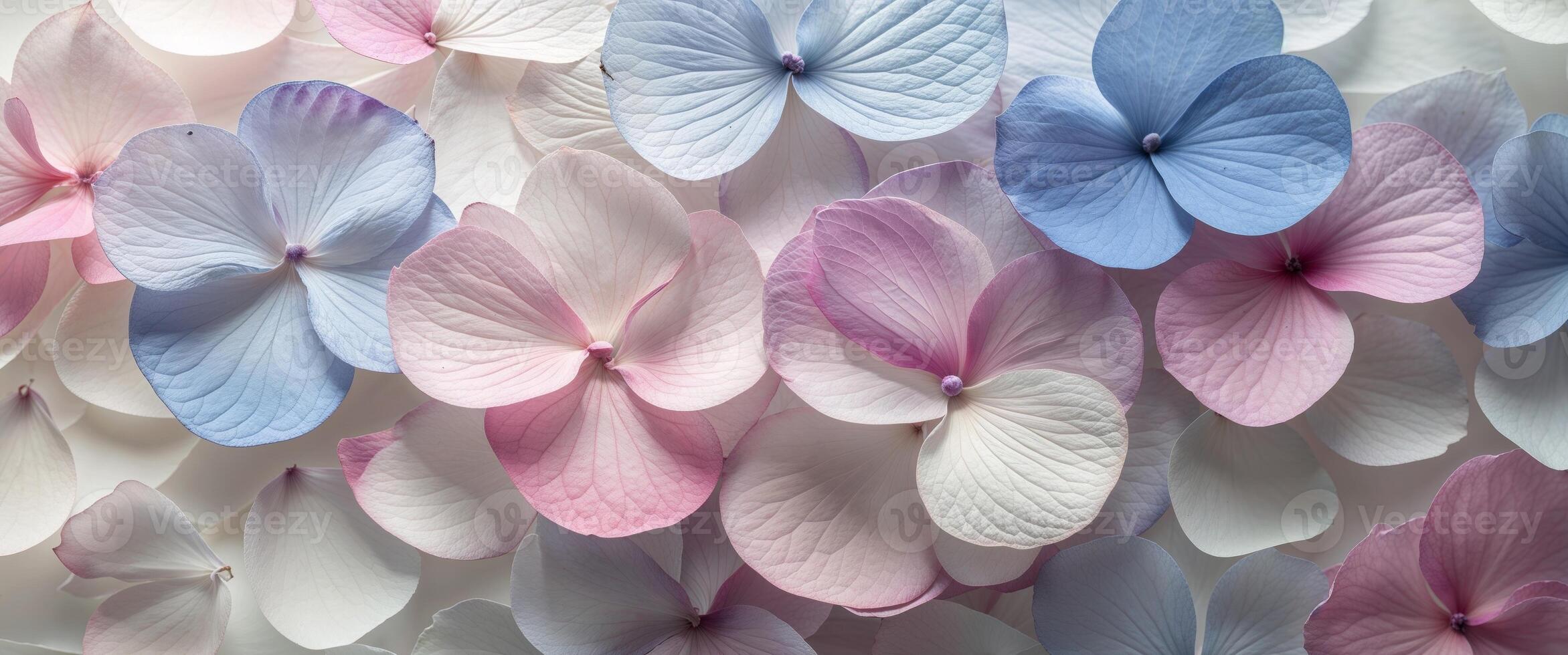 Pink and blue hydrangea petals background texture photo