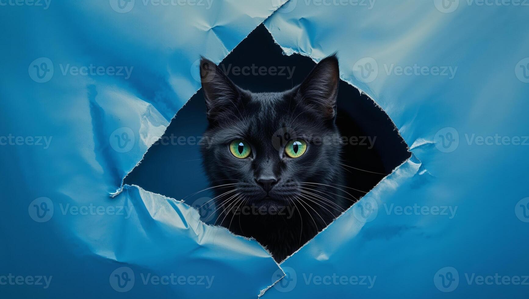 Black cat peeking out of a hole in blue paper photo