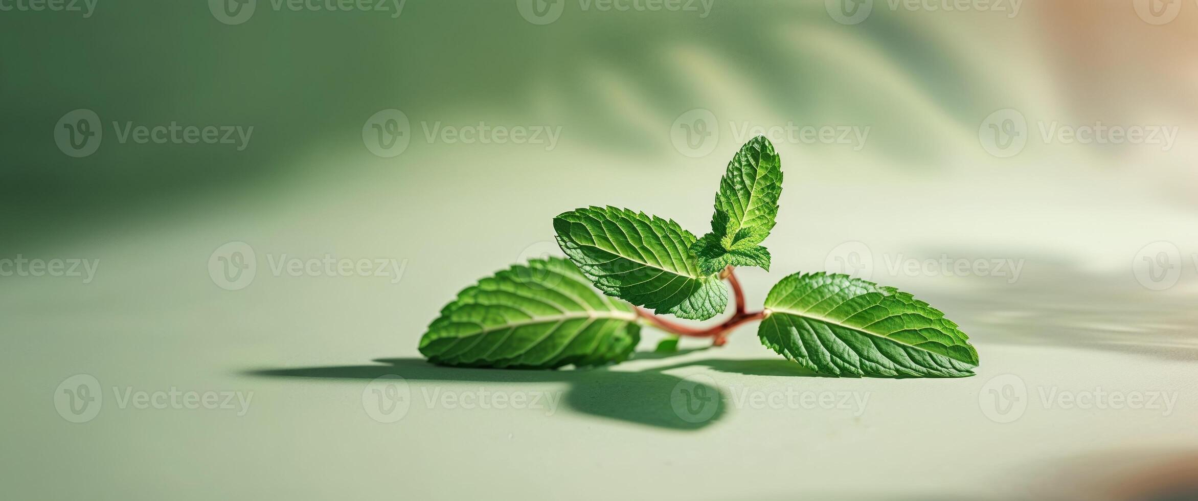 Fresh Mint Sprig On Pale Green Background With Leaf Shadow Overlay. photo