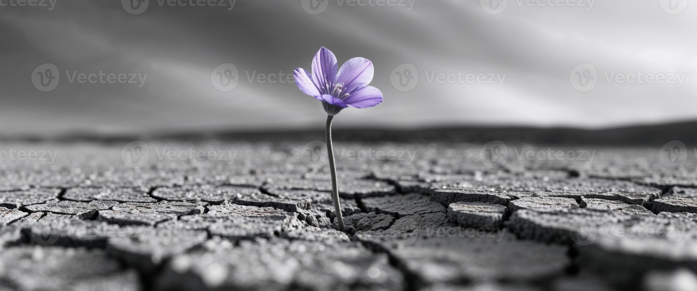 Purple Flower on Cracked Earth A Symbol of Resilience. photo