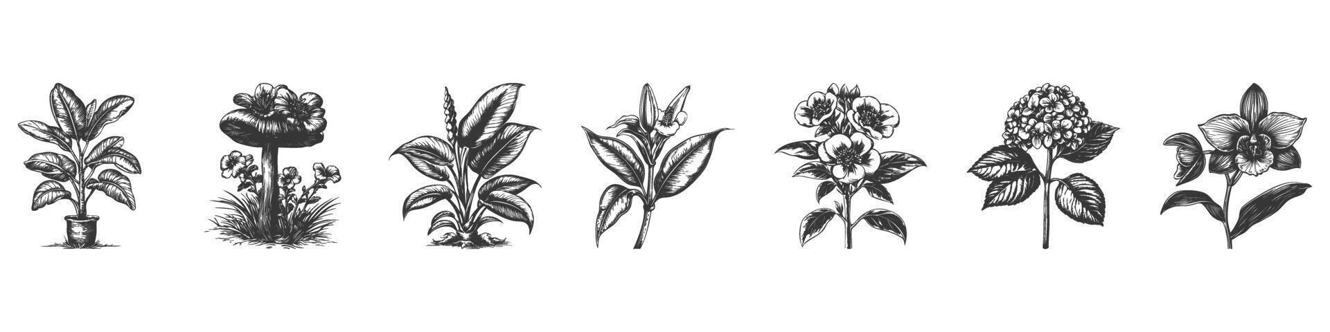 Vintage Botanical Plant And Flower Illustration Set. Nature'S Diversity And Beauty In Hand Drawn Sketch Style. Isolated Illustration vector