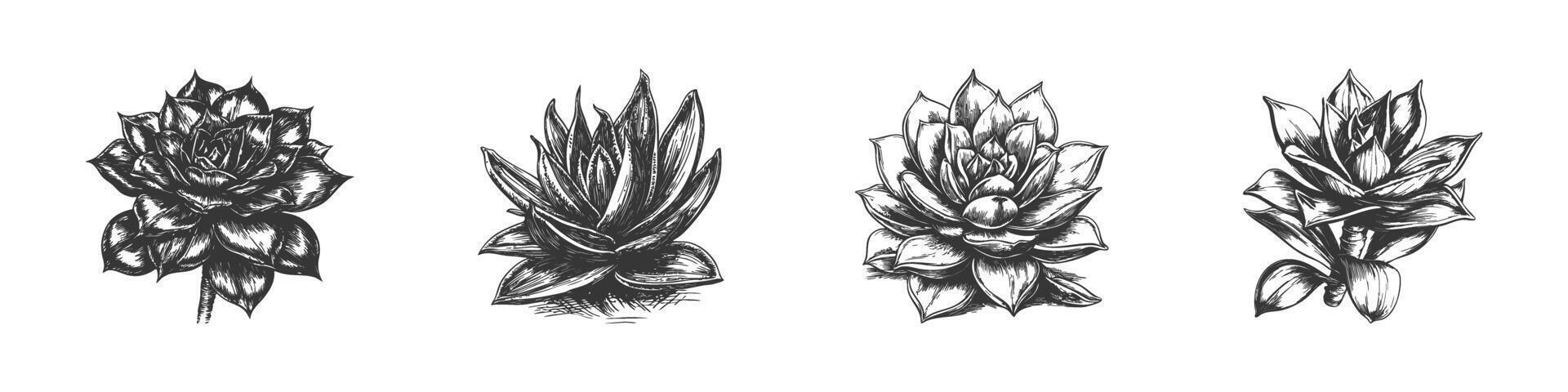 Vintage Succulent Plant Illustrations Set In Hand Drawn Sketch Style. Botanical Art And Nature Aesthetics. Isolated Illustration vector