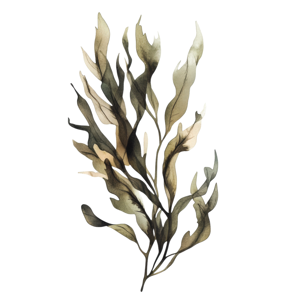 Artistic seaweed illustration with abstract leaf patterns png
