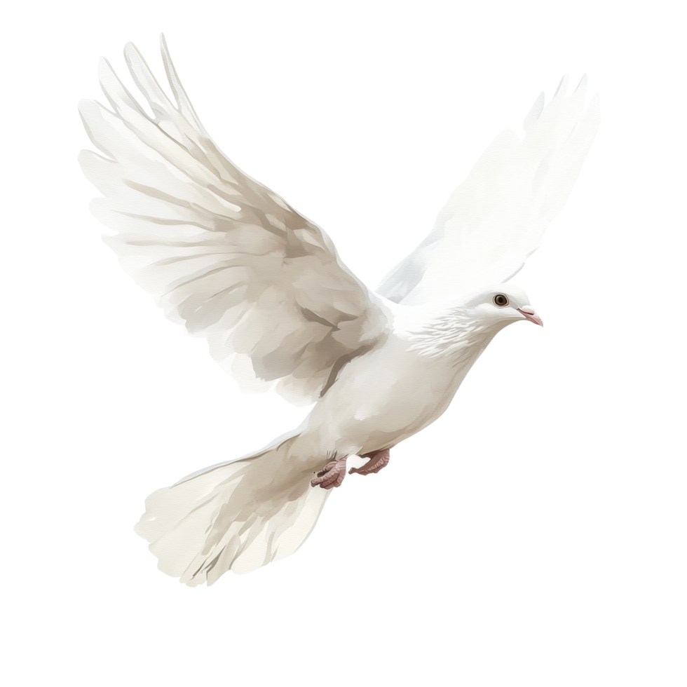 Graceful white dove in flight with outstretched wings png